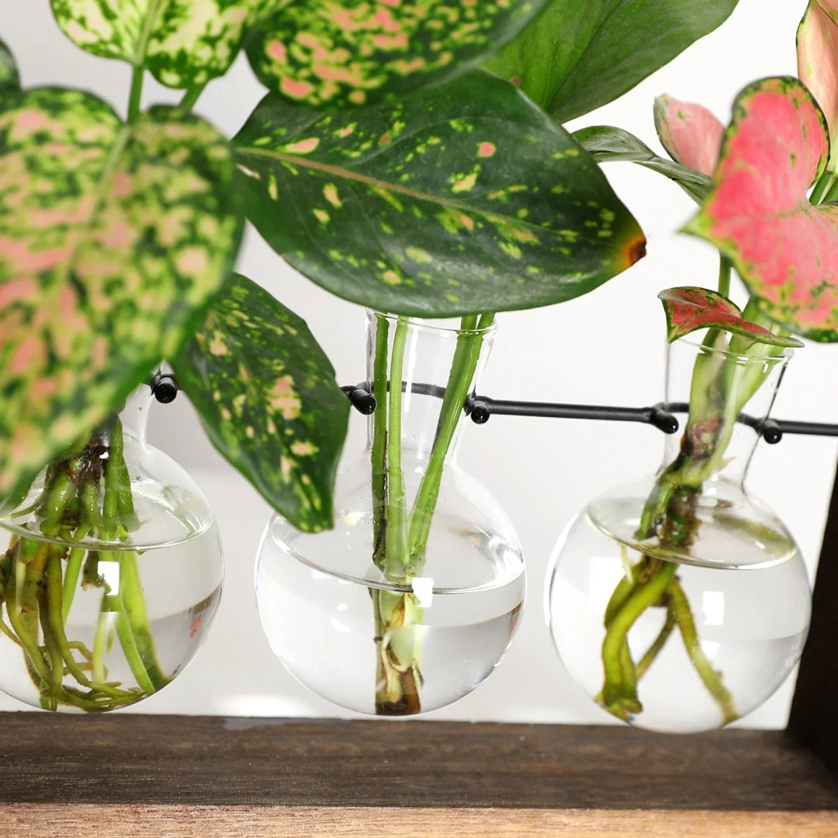 Virelle Maison - Support de propagation en bois et verre au style vintage | Virelle Maison